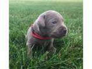 Labrador Retriever Puppy for sale in Tiffin, OH, USA
