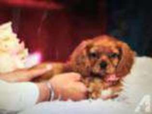 Cavalier King Charles Spaniel Puppy for sale in EL DORADO HILLS, CA, USA