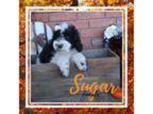 Portuguese Water Dog Puppy for sale in Wellsville, UT, USA