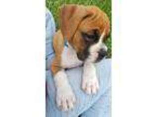 Boxer Puppy for sale in Groveland, FL, USA