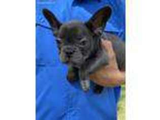 French Bulldog Puppy for sale in Kountze, TX, USA