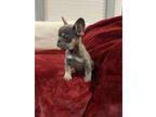 French Bulldog Puppy for sale in Manor, TX, USA