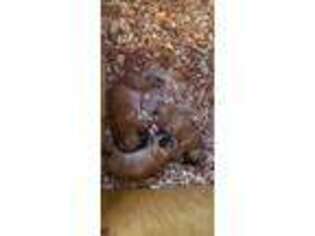 Boxer Puppy for sale in Biglerville, PA, USA