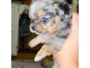 Chihuahua Puppy for sale in Harlan, IA, USA