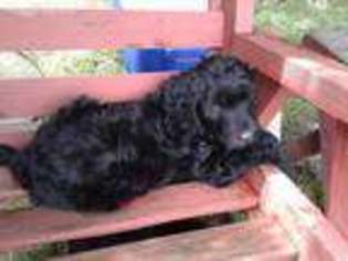 Goldendoodle Puppy for sale in Cohocton, NY, USA