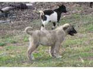 Anatolian Shepherd Puppy for sale in Gate City, VA, USA