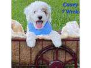 Goldendoodle Puppy for sale in La Marque, TX, USA