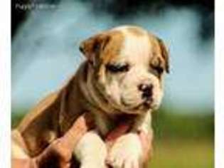 Olde English Bulldogge Puppy for sale in Pell City, AL, USA