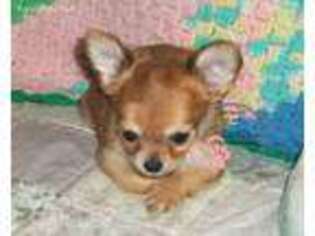 Chihuahua Puppy for sale in Peculiar, MO, USA