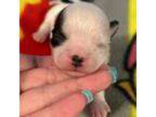 Chihuahua Puppy for sale in Manning, SC, USA