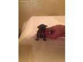 Yorkshire Terrier Puppy for sale in Paintsville, KY, USA