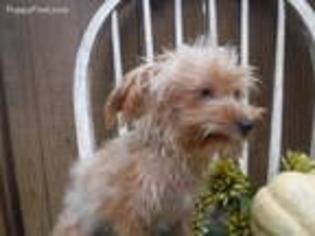 Yorkshire Terrier Puppy for sale in Big Sandy, TX, USA