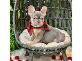 French Bulldog Puppy for sale in Avery, TX, USA