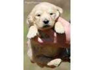 Golden Retriever Puppy for sale in Pell City, AL, USA