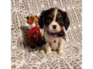 Cavalier King Charles Spaniel Puppy for sale in Rock Hill, SC, USA