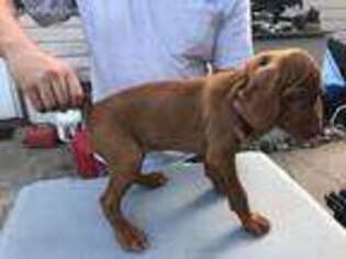 Vizsla Puppy for sale in Grand Island, NE, USA