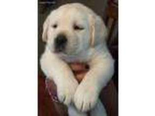 Labrador Retriever Puppy for sale in Belmont, NH, USA