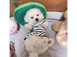 Bichon Frise Puppy for sale in Jersey City, NJ, USA