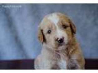 Goldendoodle Puppy for sale in Pickens, SC, USA