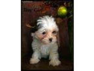 Yorkshire Terrier Puppy for sale in Sedalia, MO, USA