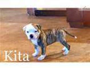American Bulldog Puppy for sale in Lawton, OK, USA