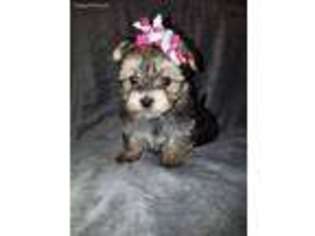 Mutt Puppy for sale in Gurley, AL, USA