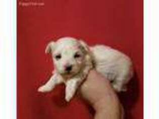 Maltese Puppy for sale in Buhl, ID, USA