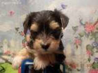 Mutt Puppy for sale in Winona, MO, USA