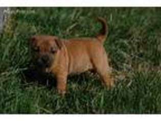 Staffordshire Bull Terrier Puppy for sale in Free Union, VA, USA