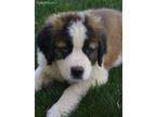 Saint Bernard Puppy for sale in Harrisburg, PA, USA