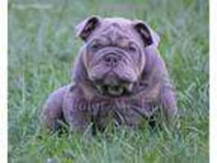 Bulldog Puppy for sale in Orlando, FL, USA