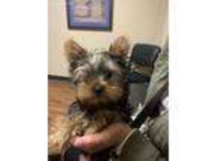 Yorkshire Terrier Puppy for sale in Pendleton, IN, USA