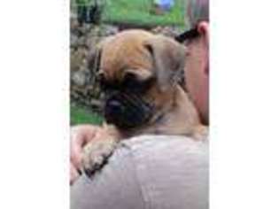 Puggle Puppy for sale in Landisburg, PA, USA