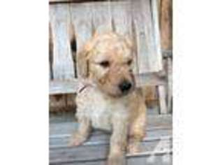 Goldendoodle Puppy for sale in KNOTTS ISLAND, NC, USA