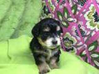 Mutt Puppy for sale in Torrington, CT, USA