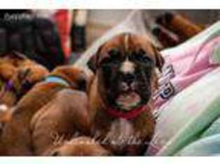 Boxer Puppy for sale in Buffalo, NY, USA