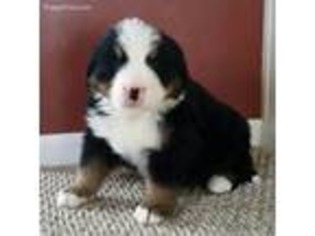 Bernese Mountain Dog Puppy for sale in Mc Veytown, PA, USA