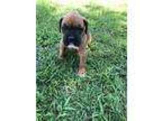 Boxer Puppy for sale in Newborn, GA, USA