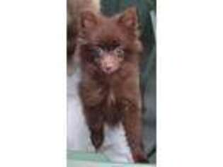 Pomeranian Puppy for sale in Groveland, FL, USA