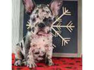 French Bulldog Puppy for sale in Shipshewana, IN, USA