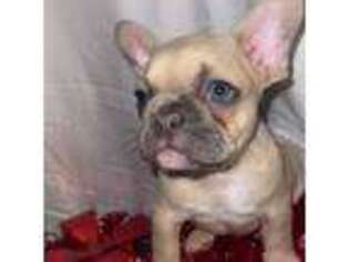 French Bulldog Puppy for sale in Carrollton, TX, USA