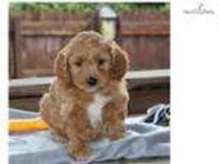 Goldendoodle Puppy for sale in Harrisburg, PA, USA