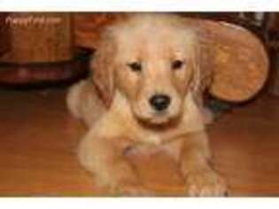 Golden Retriever Puppy for sale in Spencer, TN, USA