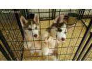 Siberian Husky Puppy for sale in Pelham, NH, USA