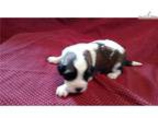 Saint Bernard Puppy for sale in Danville, VA, USA
