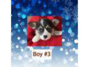 Pembroke Welsh Corgi Puppy for sale in Adrian, OR, USA