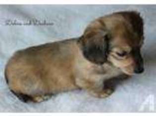 Dachshund Puppy for sale in DEFIANCE, OH, USA