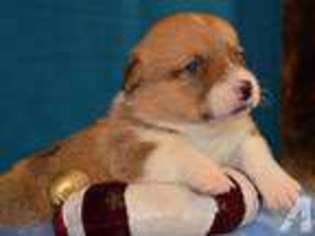 Pembroke Welsh Corgi Puppy for sale in MULBERRY, KS, USA