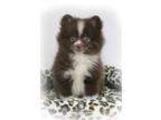 Pomeranian Puppy for sale in Chebanse, IL, USA