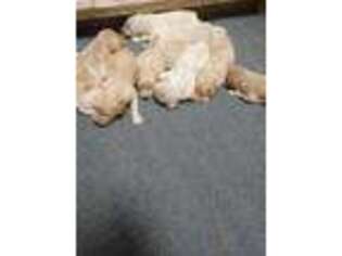Goldendoodle Puppy for sale in Greene, RI, USA